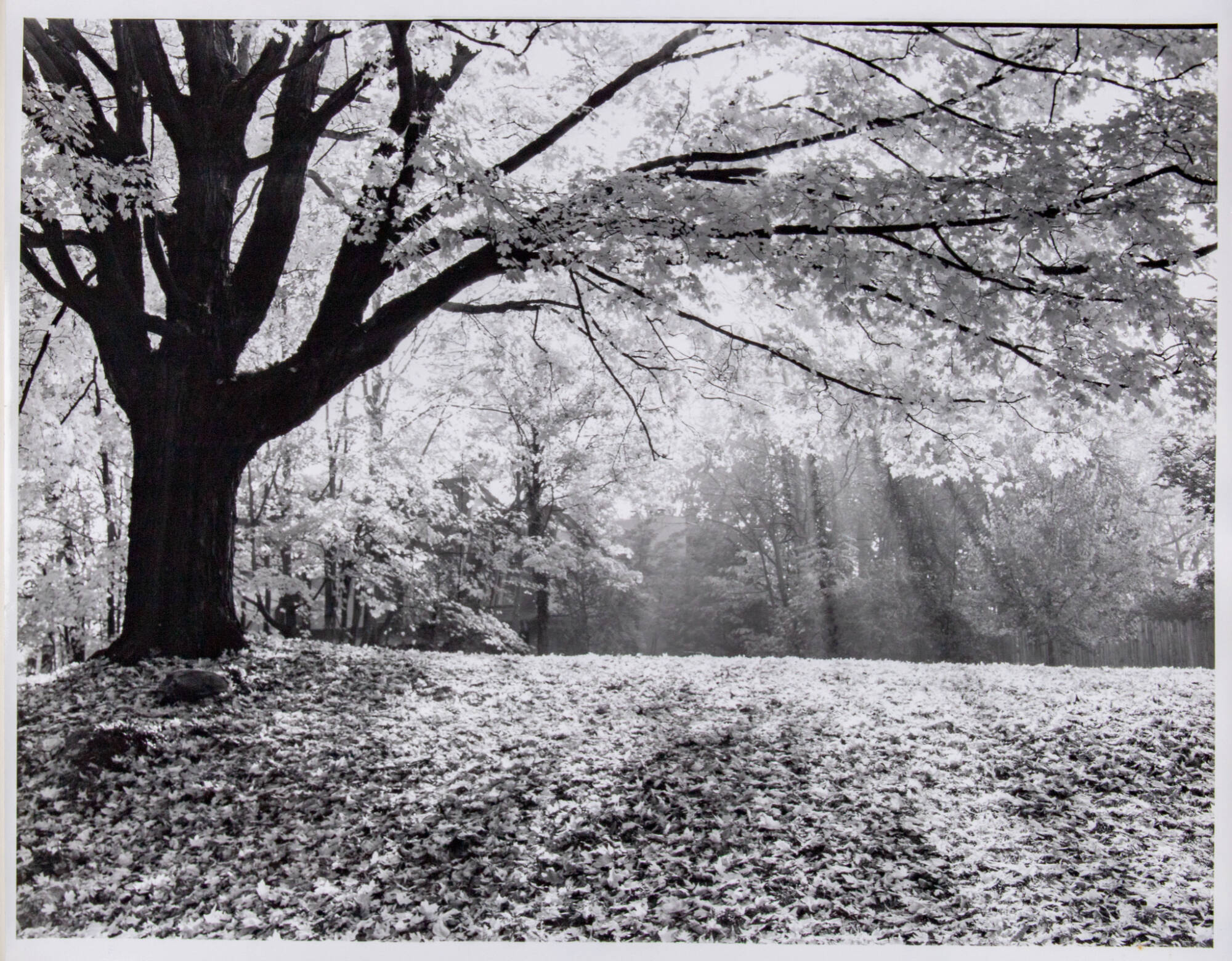 Black and white photograph of a large tree, dark in the shadows, in fall dropping its leaves. Ground below the tree is covered in leaves. Behind the tree is a dense area of more trees.